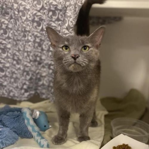 GENIE - Domestic Short Hair available for adoption