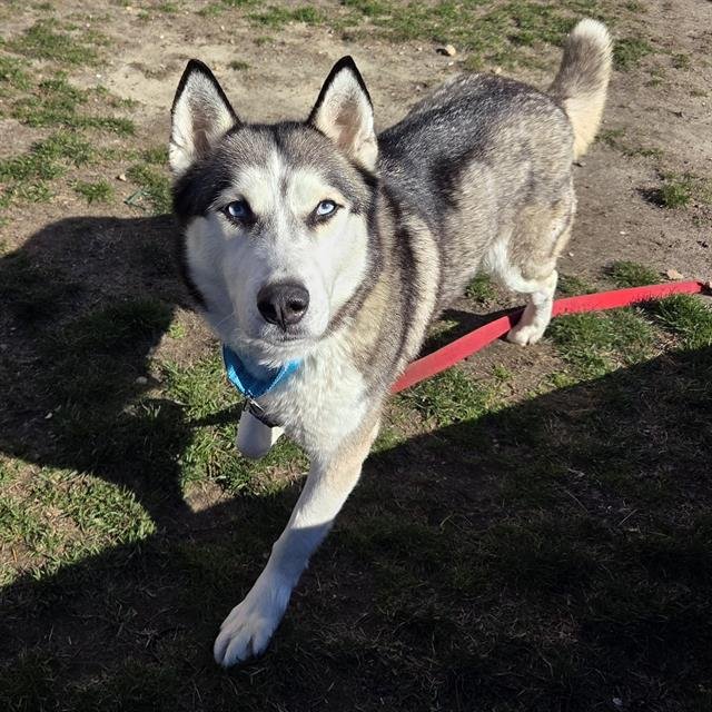 NYMERIA Image