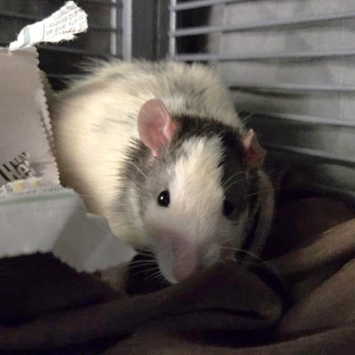 SERGEANT CHEESE - Rat available for adoption