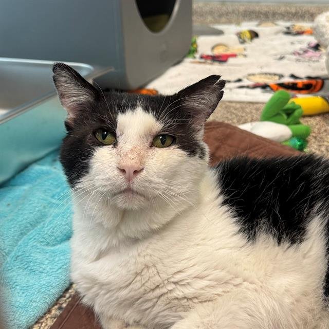 WACO - FIV+ - Domestic Short Hair available for adoption