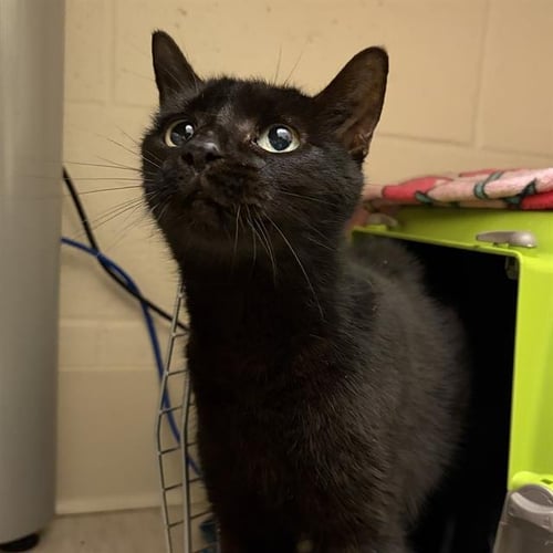 SWAN - Domestic Short Hair available for adoption