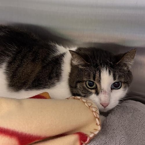 HEIDI - Domestic Short Hair available for adoption