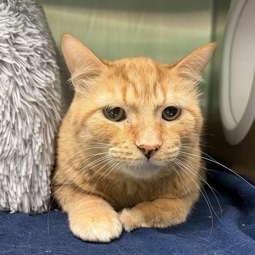 CRUSH - Domestic Short Hair available for adoption