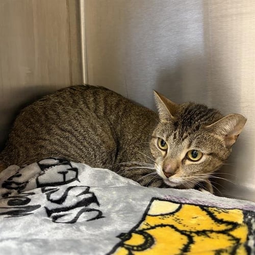 NINA - Domestic Short Hair available for adoption