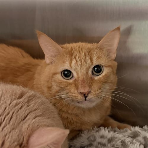GARFIELD - Domestic Short Hair available for adoption