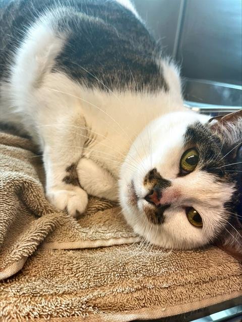 BAILEY - Domestic Short Hair available for adoption