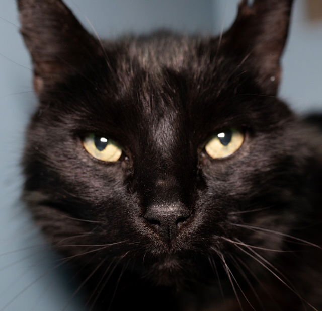 POOKY - Domestic Short Hair available for adoption
