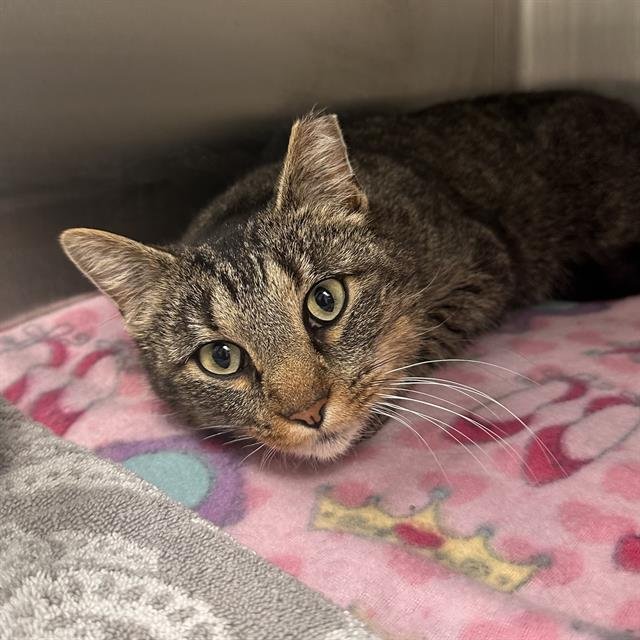 TERESA - Domestic Short Hair available for adoption