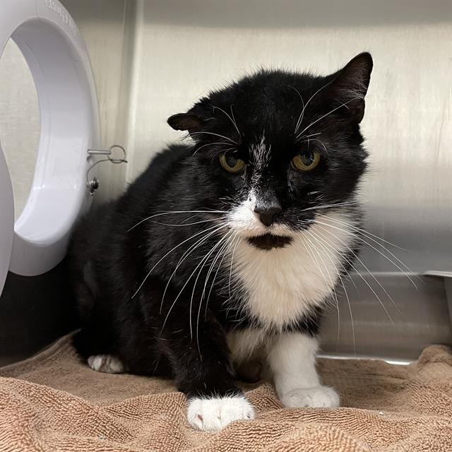 ECLIPSE - Domestic Short Hair available for adoption