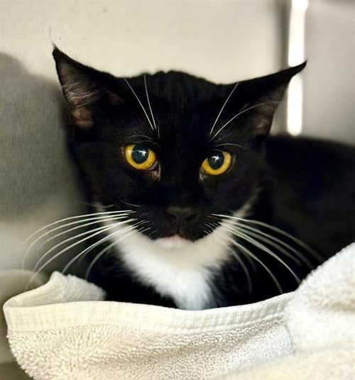 JANIS JOPLIN - Domestic Short Hair available for adoption