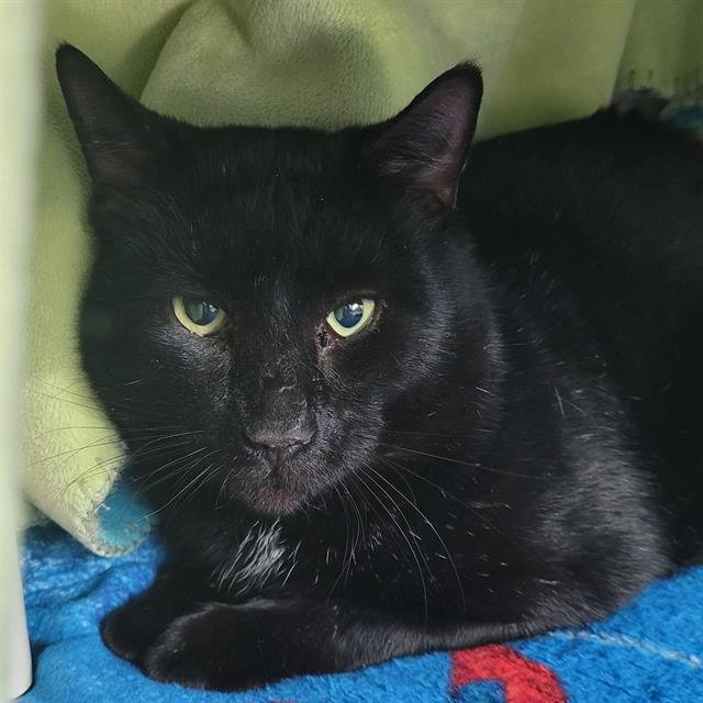 PECAN - WORKING CAT - Domestic Short Hair available for adoption