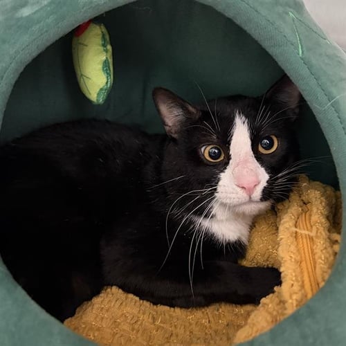 SYLVESTER - Domestic Short Hair available for adoption