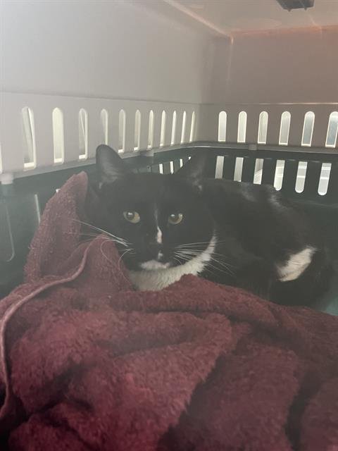 ZAMBONI - Domestic Short Hair available for adoption