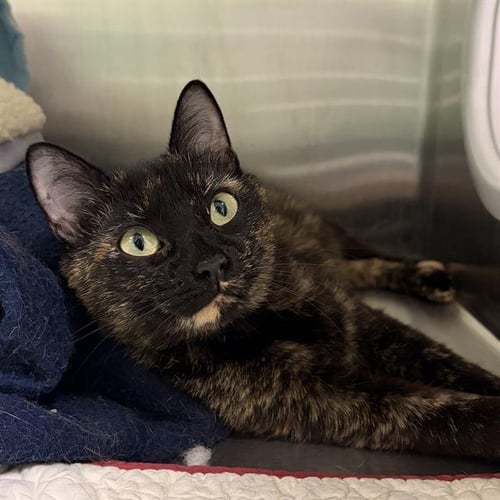 BLONDIE - Domestic Short Hair available for adoption