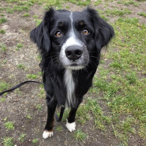 STUBBY - Australian Shepherd available for adoption