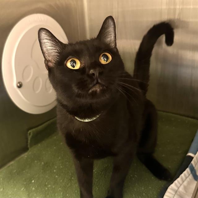 JASMINE - Domestic Short Hair available for adoption