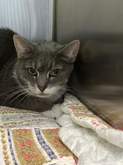 PRECIOUS - Domestic Short Hair available for adoption