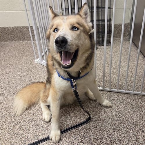 ARTHUR - Siberian Husky available for adoption