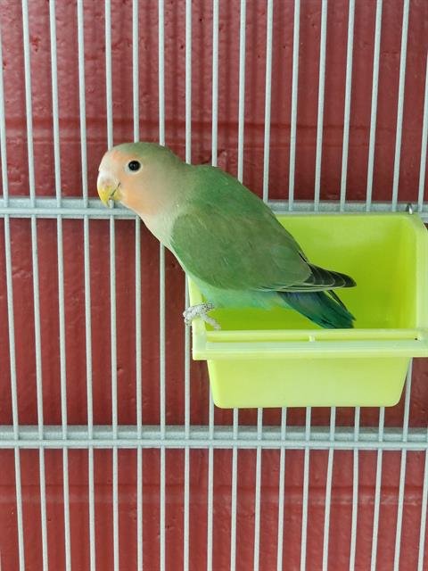 PEACHES - Lovebird available for adoption