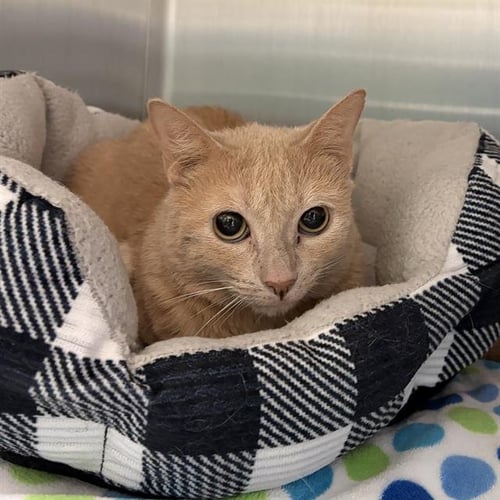 PEACHES - Domestic Short Hair available for adoption