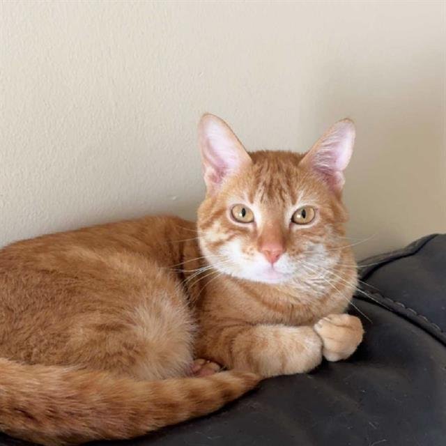 TIGGER - Domestic Short Hair available for adoption