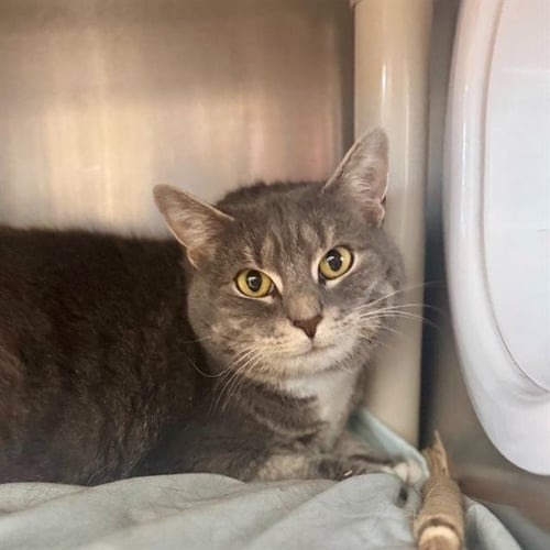 MABEL - Domestic Short Hair available for adoption
