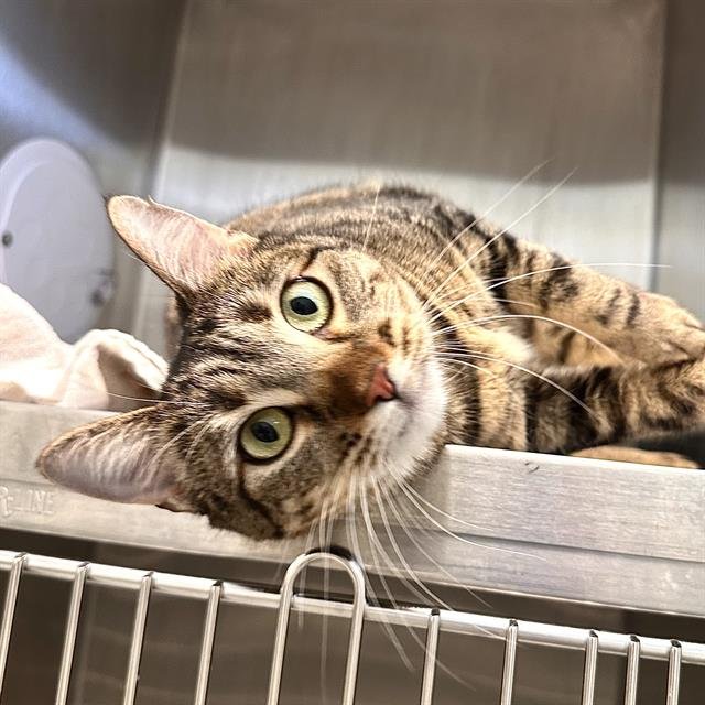 ZOE - Domestic Short Hair available for adoption