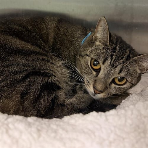 SHAY - Domestic Short Hair available for adoption