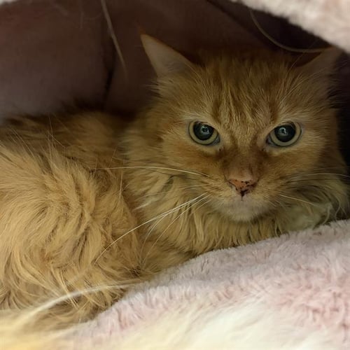 RUBY - Domestic Long Hair available for adoption