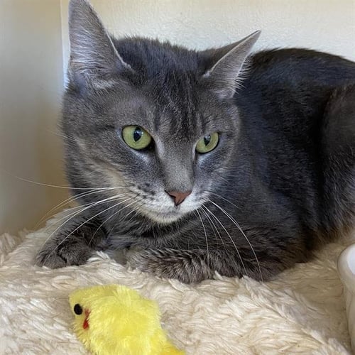 SHELLY - Domestic Short Hair available for adoption