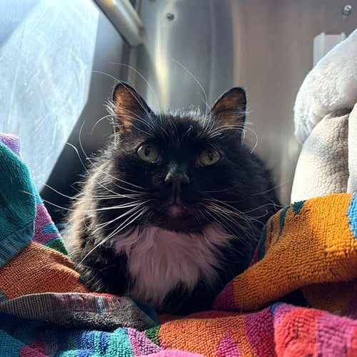 WINSTON - Domestic Medium Hair available for adoption