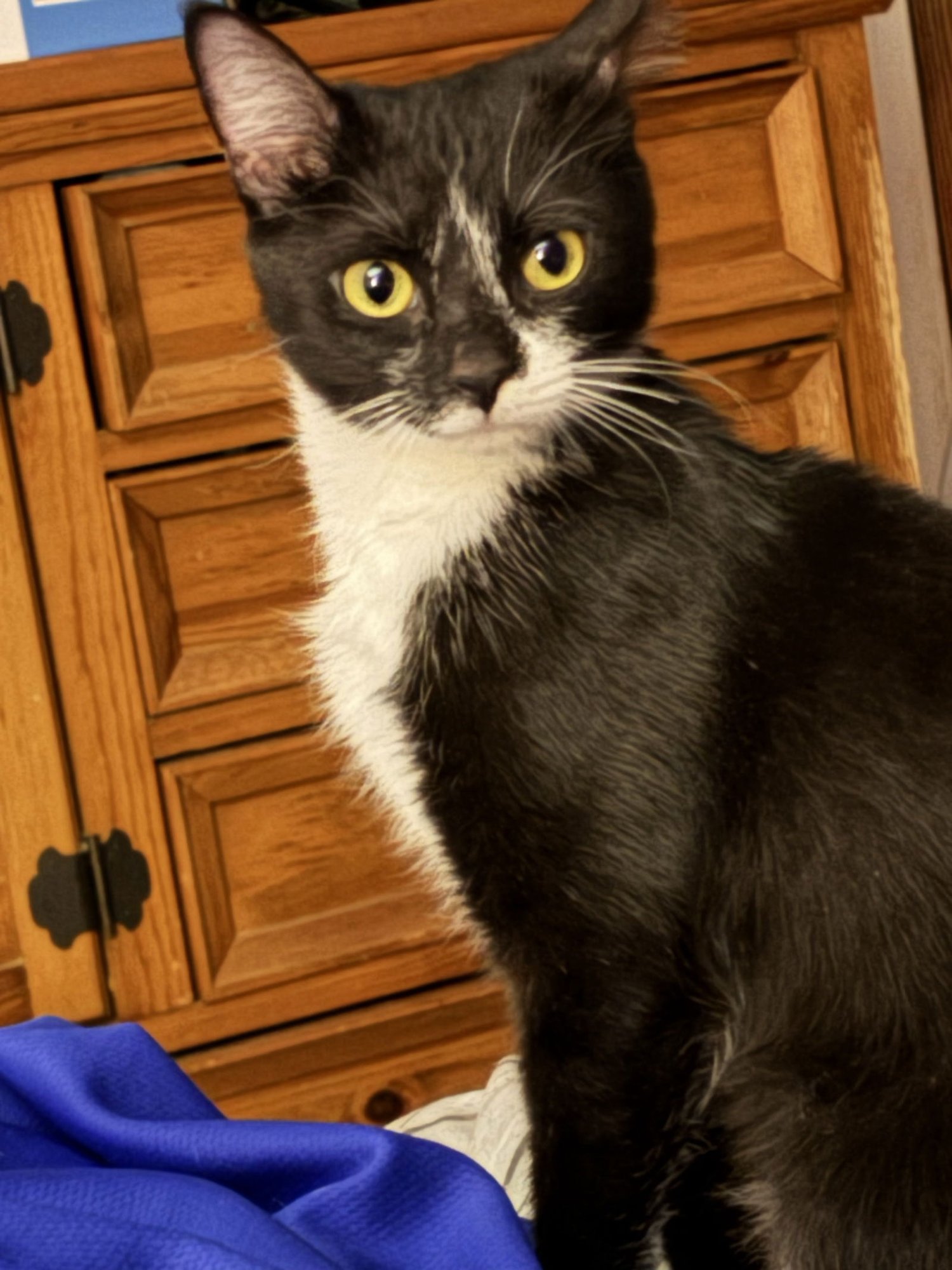 ELSA - Domestic Short Hair available for adoption