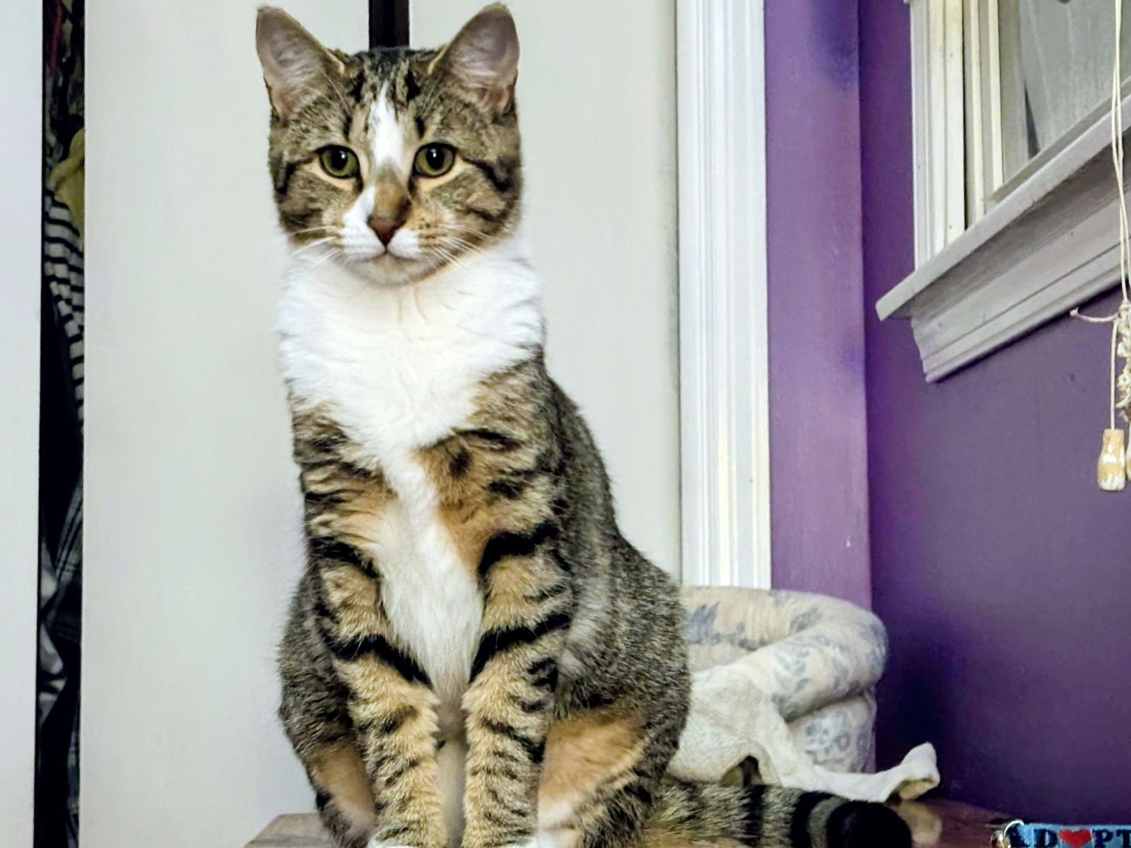 STEVIE - Domestic Short Hair available for adoption