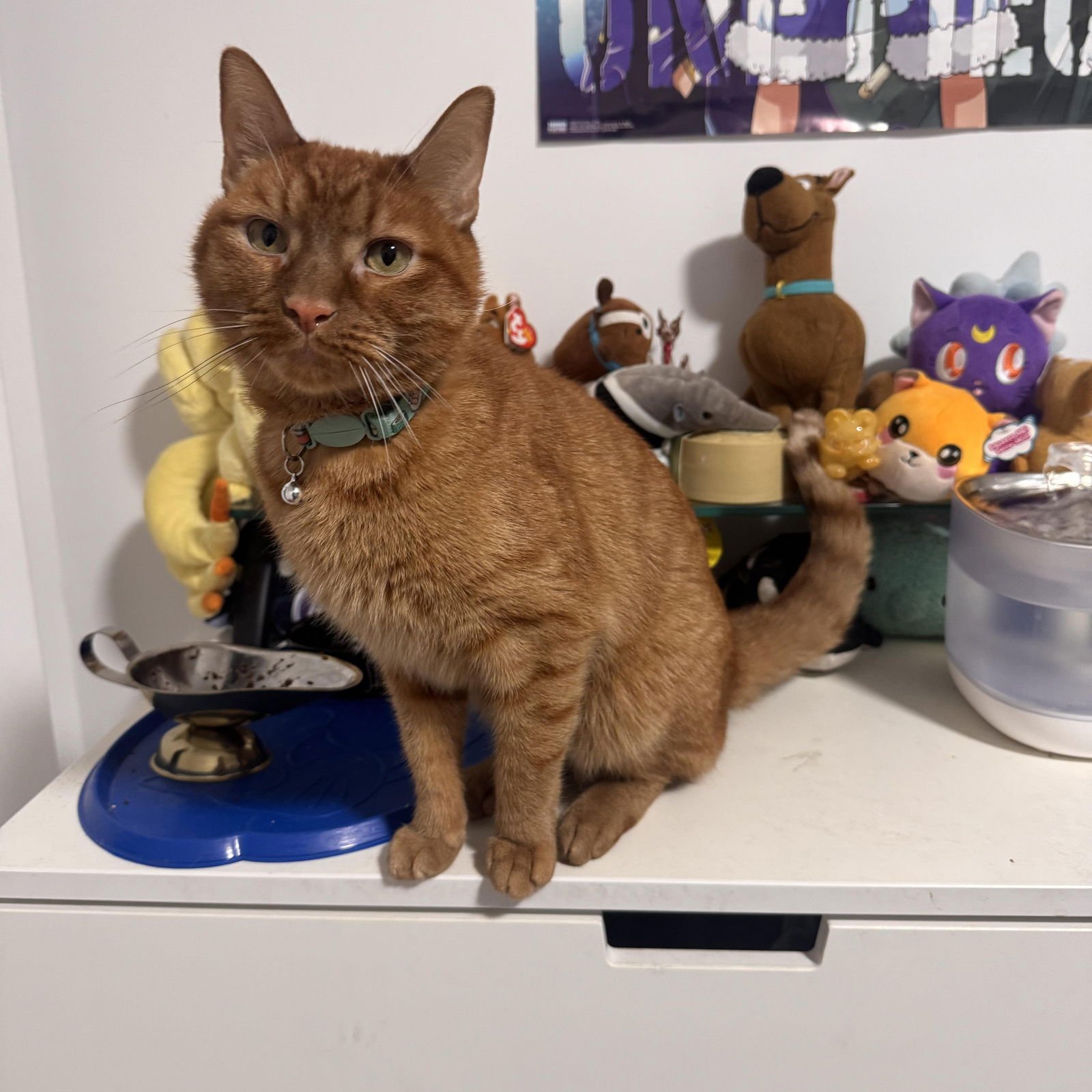 SIMBA - Tabby available for adoption