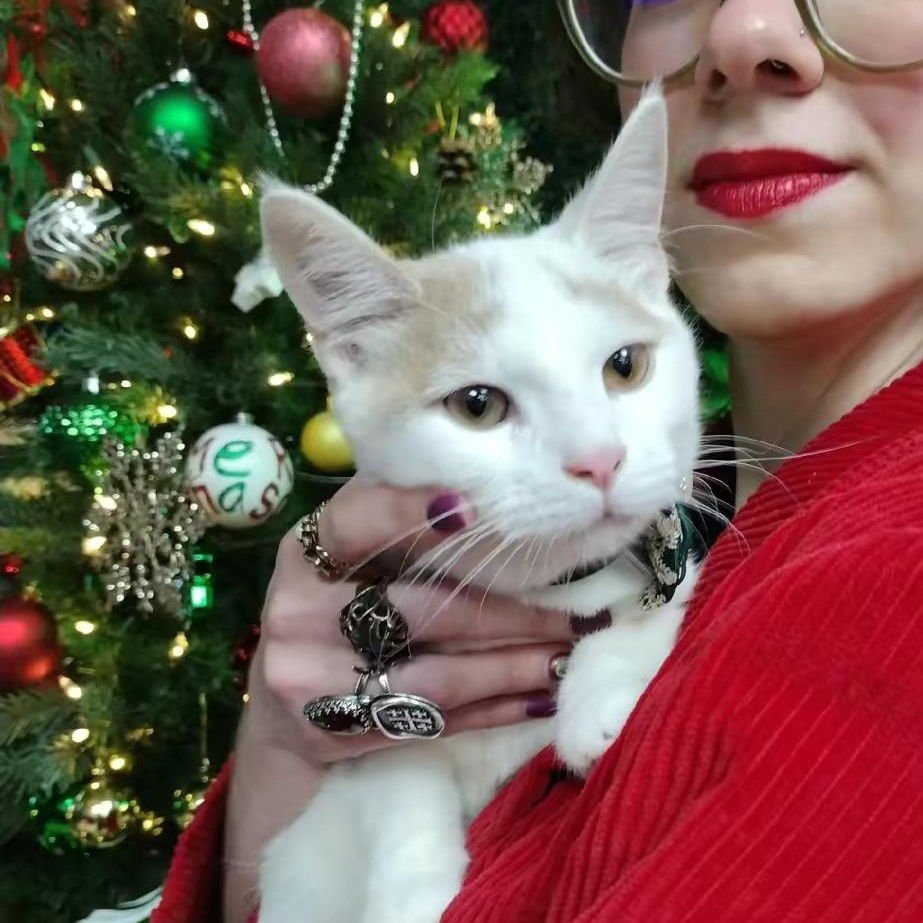 PUMPKIN PIE - Domestic Short Hair available for adoption