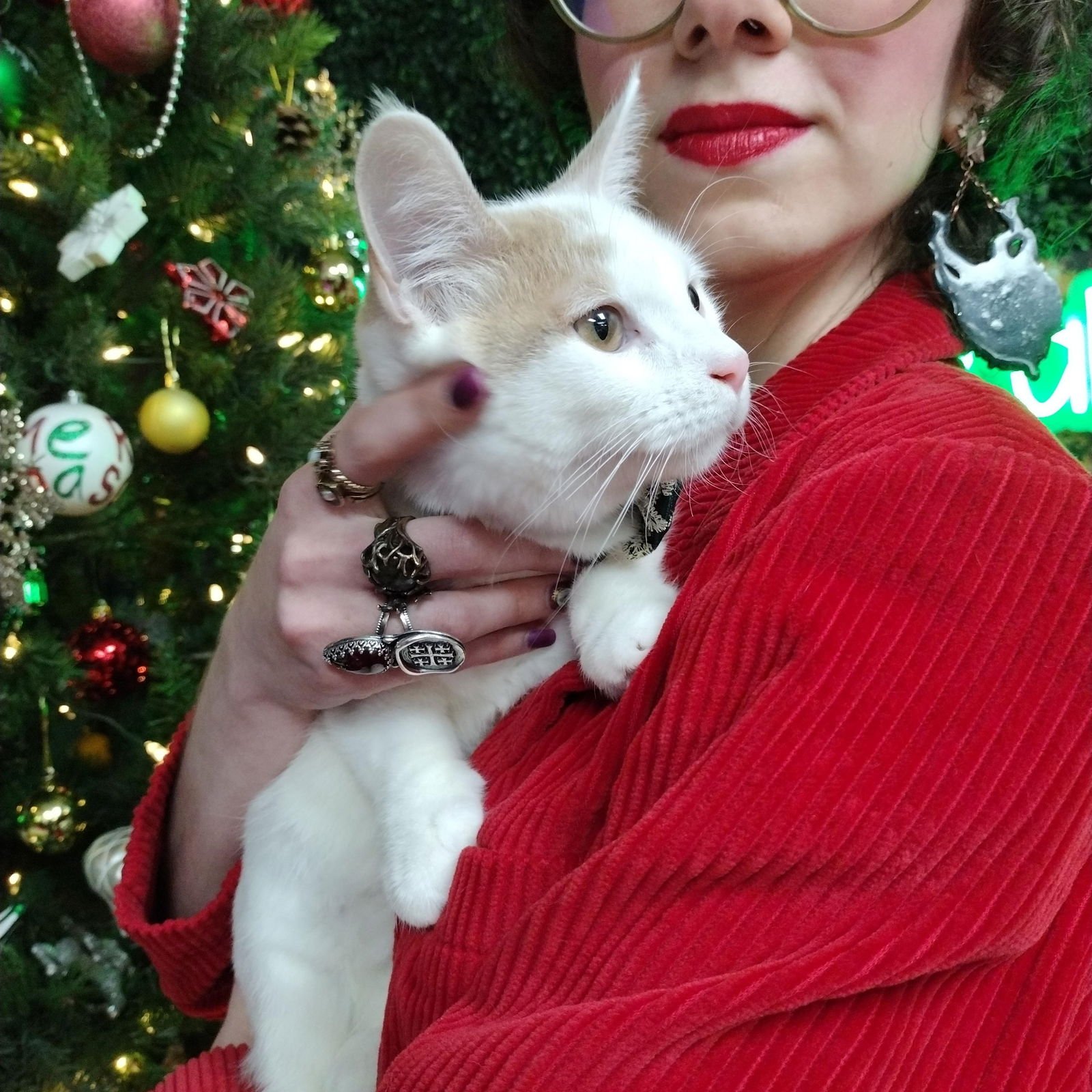 PUMPKIN PIE - Domestic Short Hair available for adoption