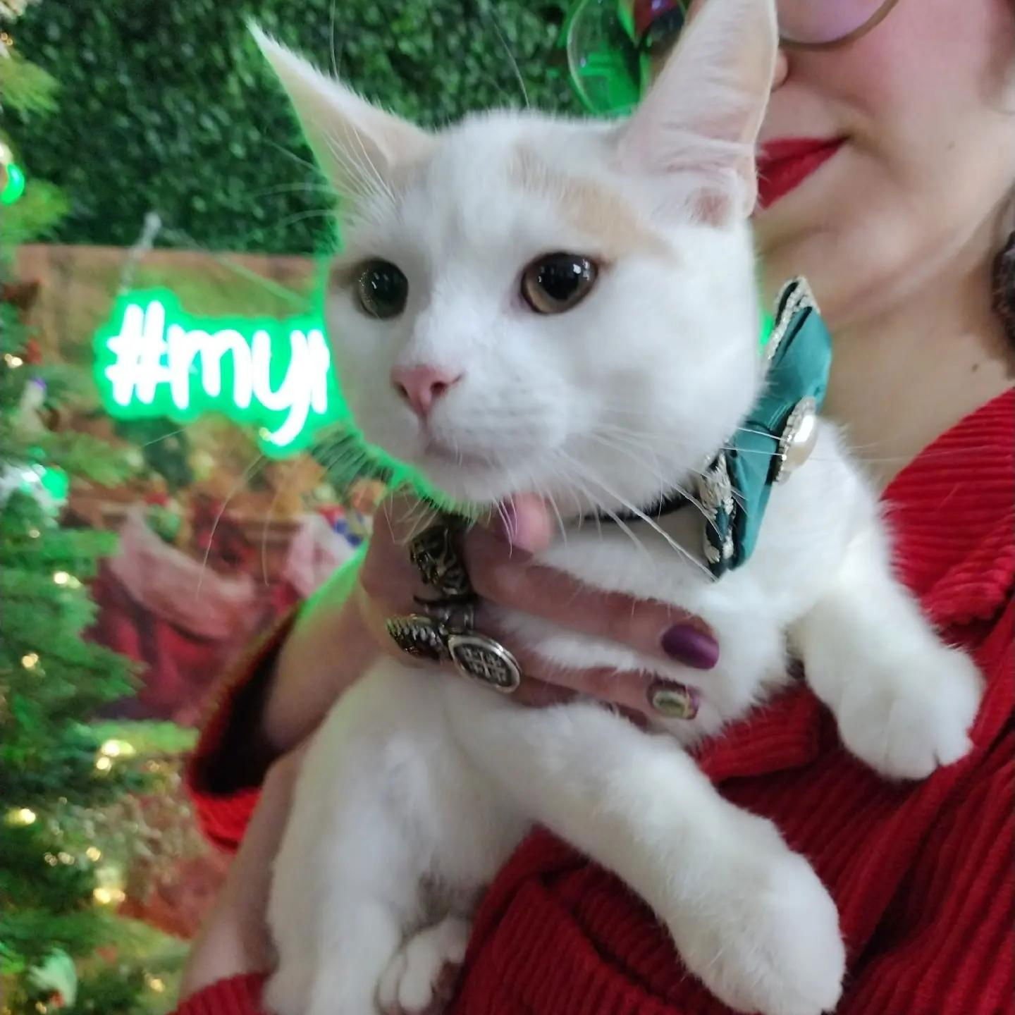 Pumpkin Pie - Photo 3