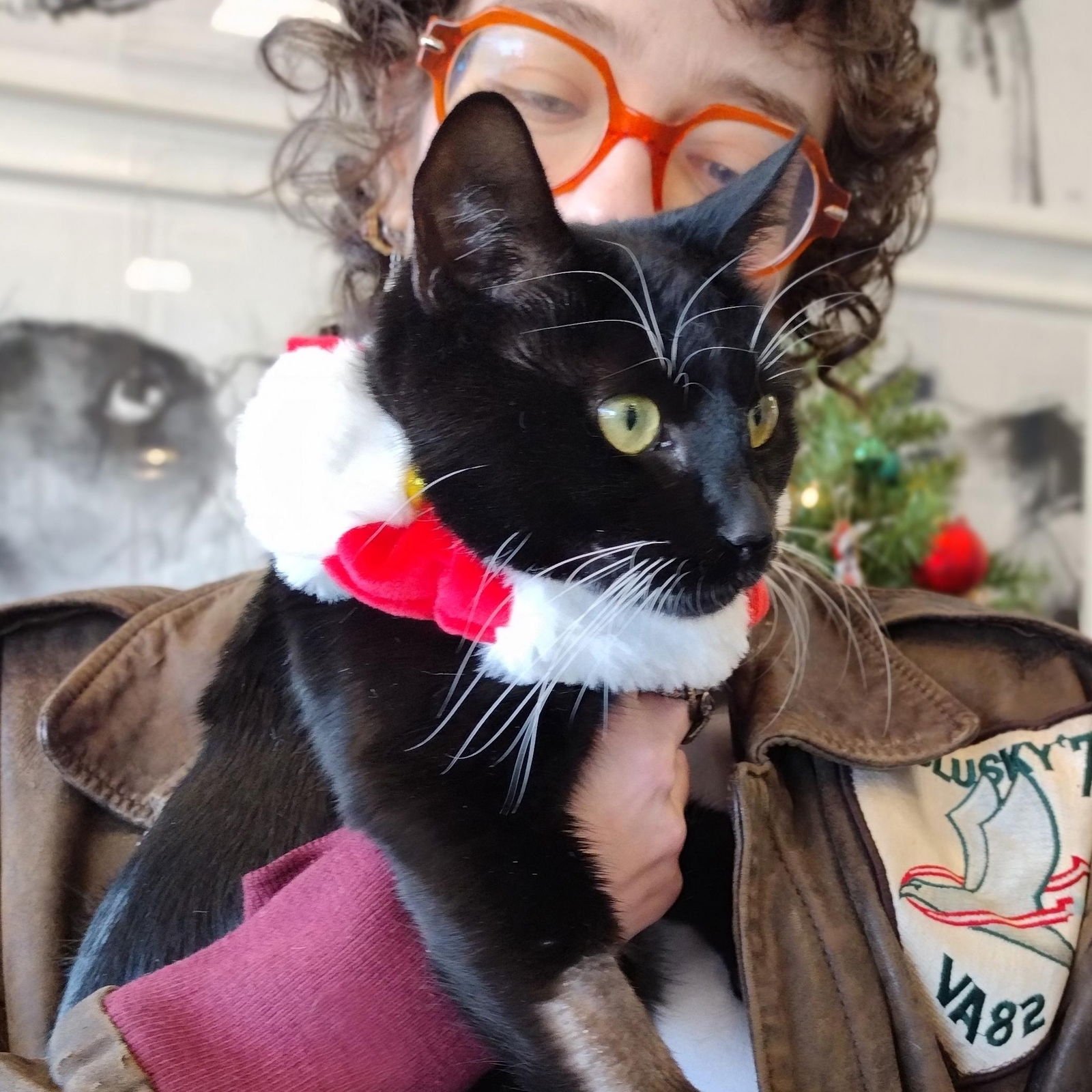 HAIL MARY - Domestic Short Hair available for adoption