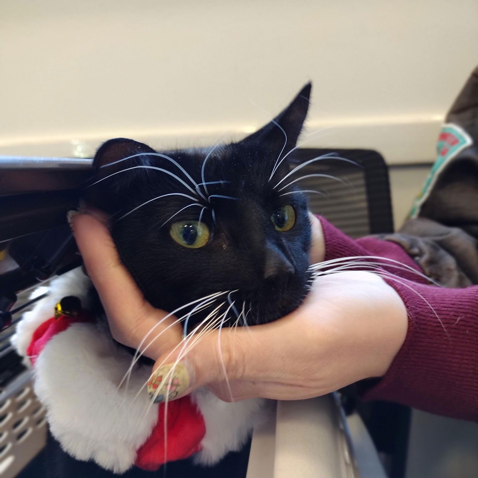 HAIL MARY - Domestic Short Hair available for adoption