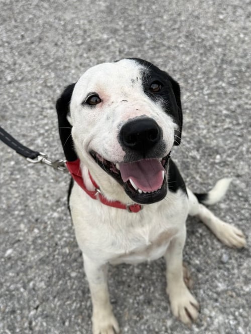COVA - Terrier available for adoption