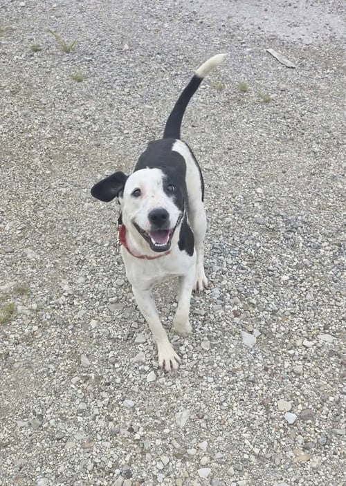 COVA - Terrier available for adoption