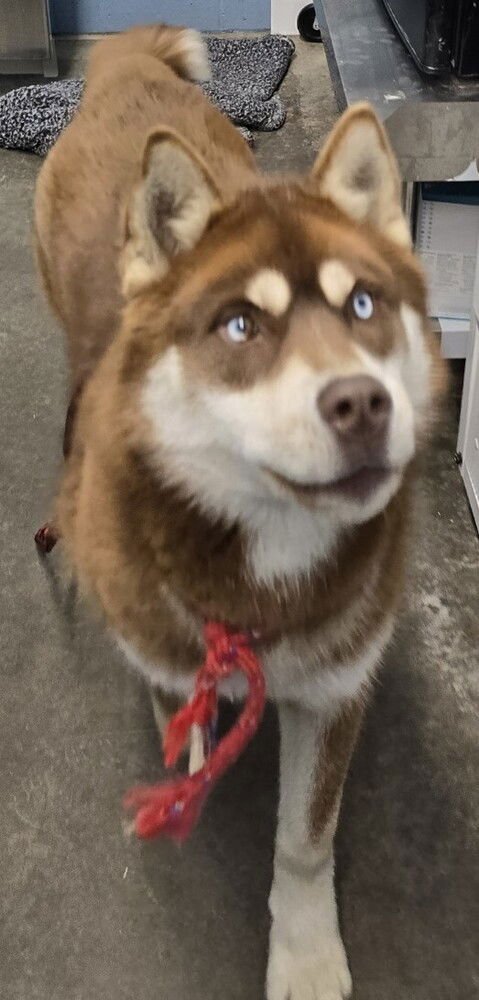 DENNIS - Siberian Husky available for adoption