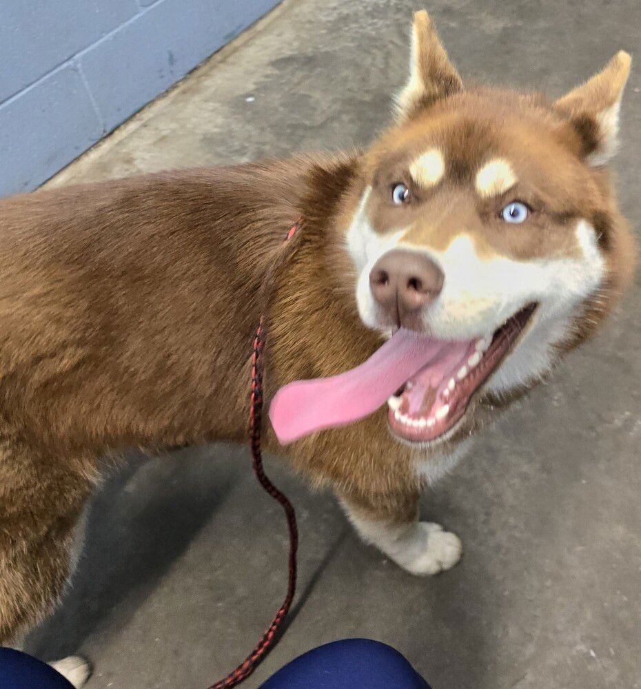 DENNIS - Siberian Husky available for adoption