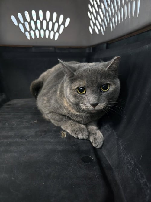 BASHFUL - Domestic Short Hair available for adoption