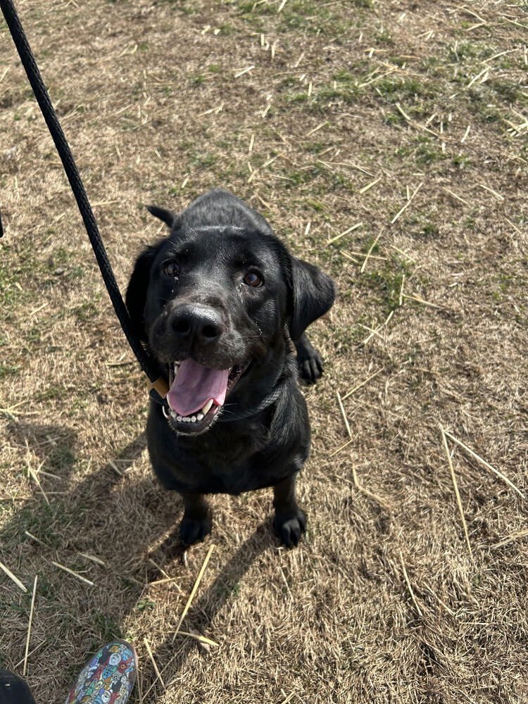 DAISY - Labrador Retriever available for adoption