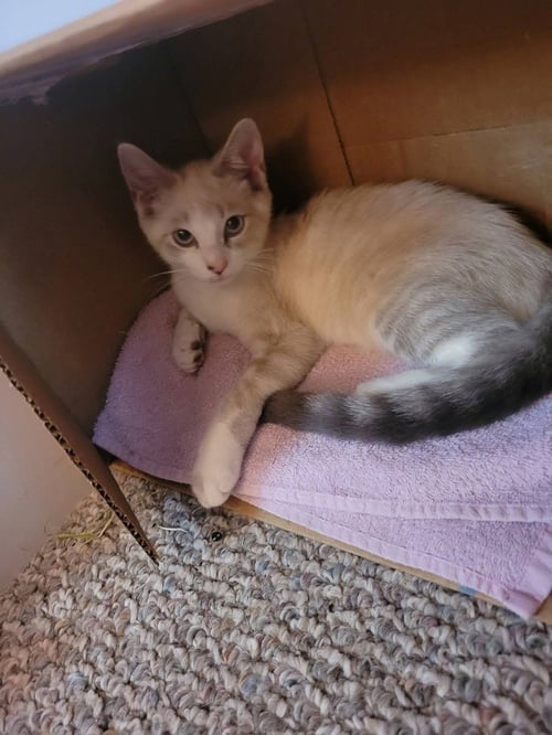 FLEETWOOD MAC - Siamese available for adoption