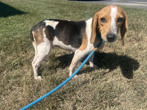 FABLE - Beagle available for adoption