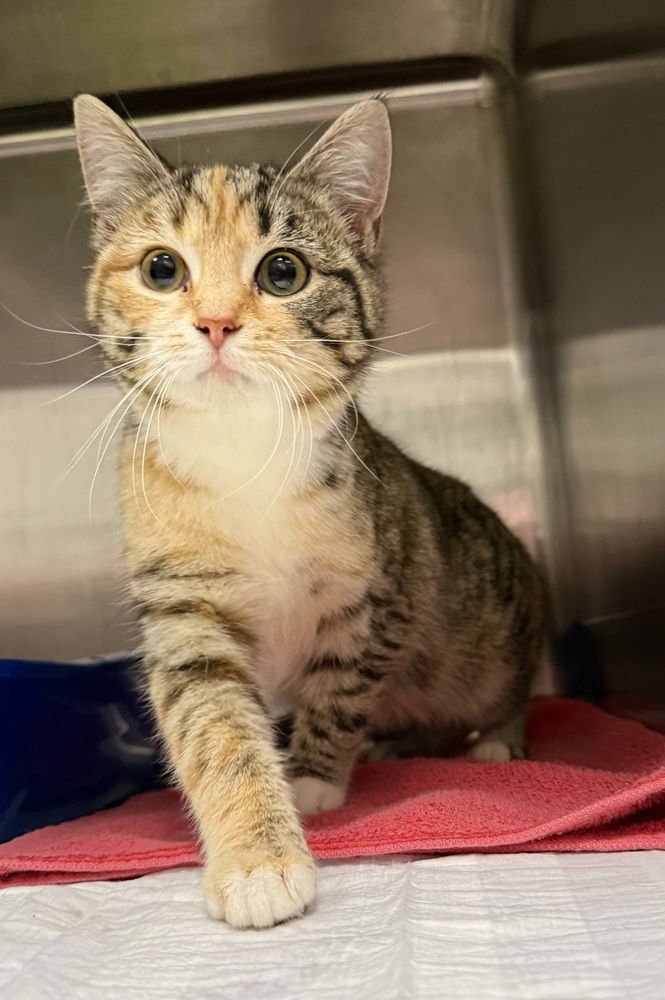 LAMB-CHOP - Domestic Short Hair available for adoption