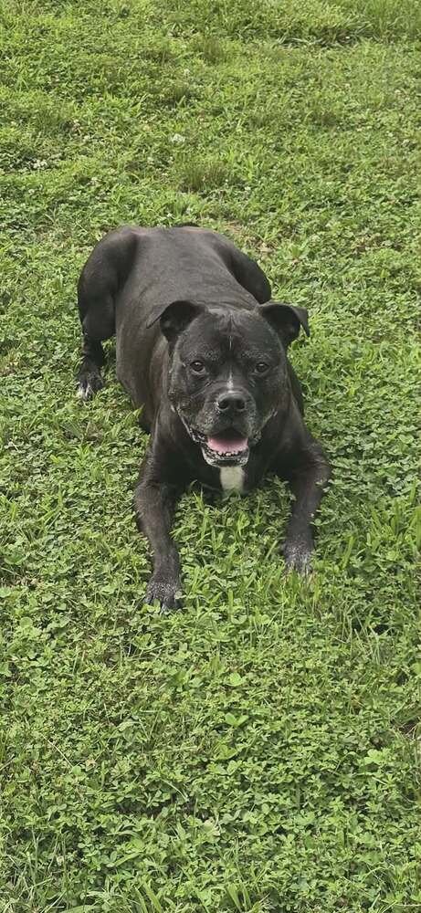 RICKY - Boxer / Pit Bull Terrier available for adoption