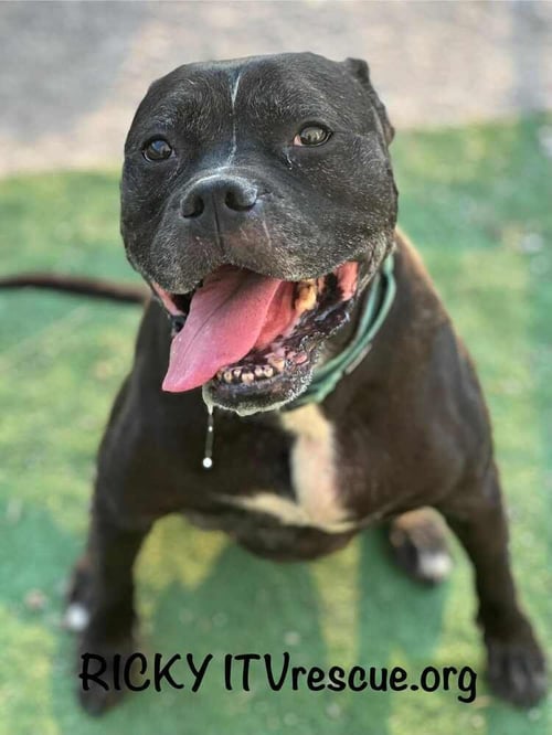 RICKY - Boxer / Pit Bull Terrier available for adoption